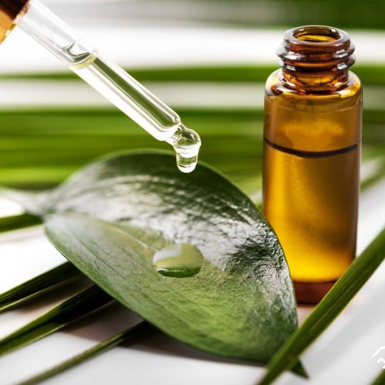 روغن درخت چای درجه یک (120 سی سی)