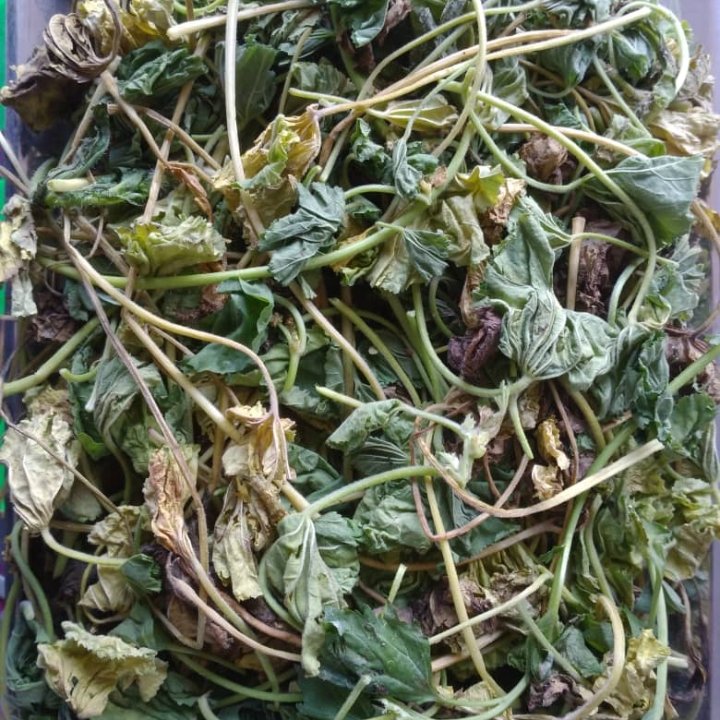 گیاه براهمی ( آب بشقابی - آب قاشقی - سنتلا آسیتکا )