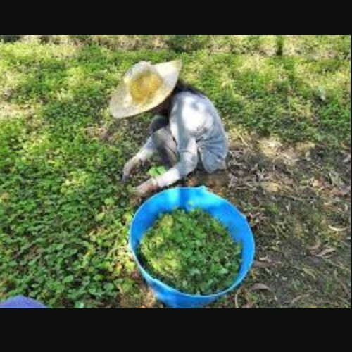 گیاه براهمی ( آب بشقابی - آب قاشقی - سنتلا آسیتکا )