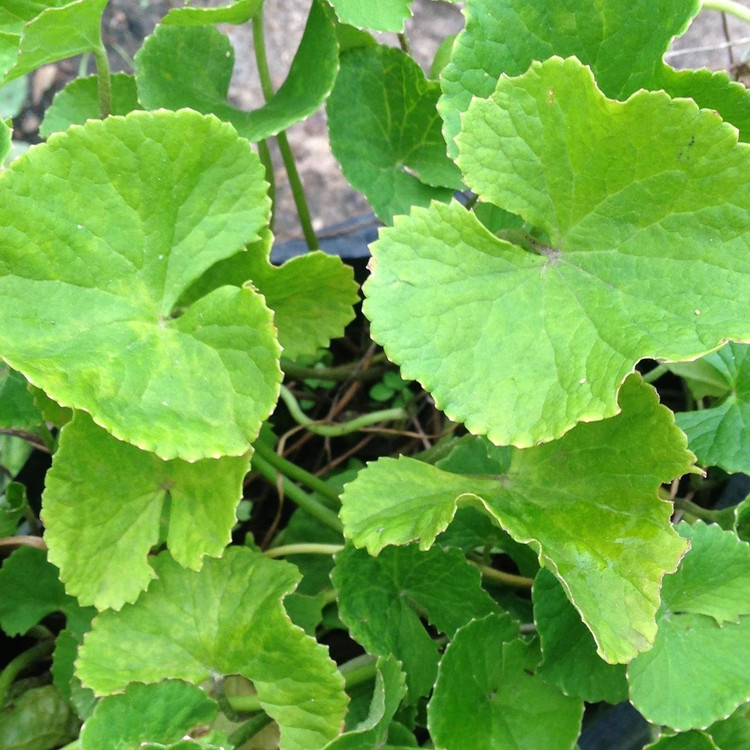 گیاه براهمی ( آب بشقابی - آب قاشقی - سنتلا آسیتکا )