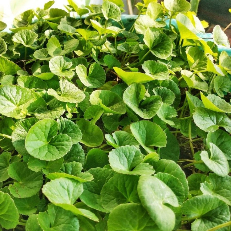 گیاه براهمی ( آب بشقابی - آب قاشقی - سنتلا آسیتکا )